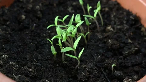 Growing sprout in time lapse Stock Footage 253228287