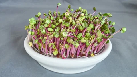 Growing sprouts in a bowl Stock Footage 226420982