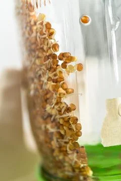 Growing sprouts in a jar Stock Photos
