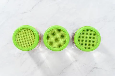 Growing sprouts in a jar Stock Photos