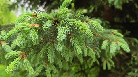 Growing spruce shoots. Video stock 309443005