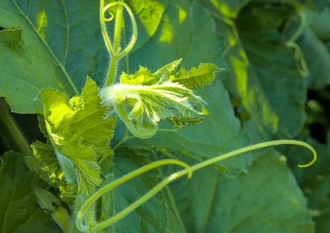 Growing squash blossom Stock Photos