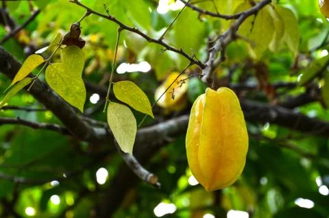 Growing starfruit Stock Photos