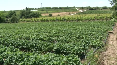 Growing strawberries in field Vídeo Stock 50584333