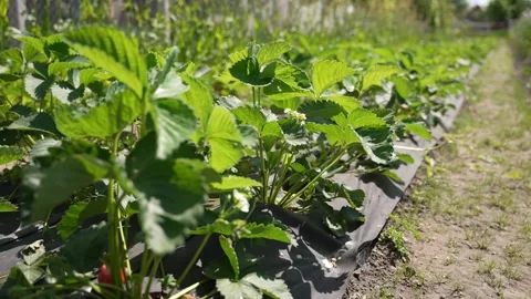 Growing strawberries in the field Stock Footage 243352239
