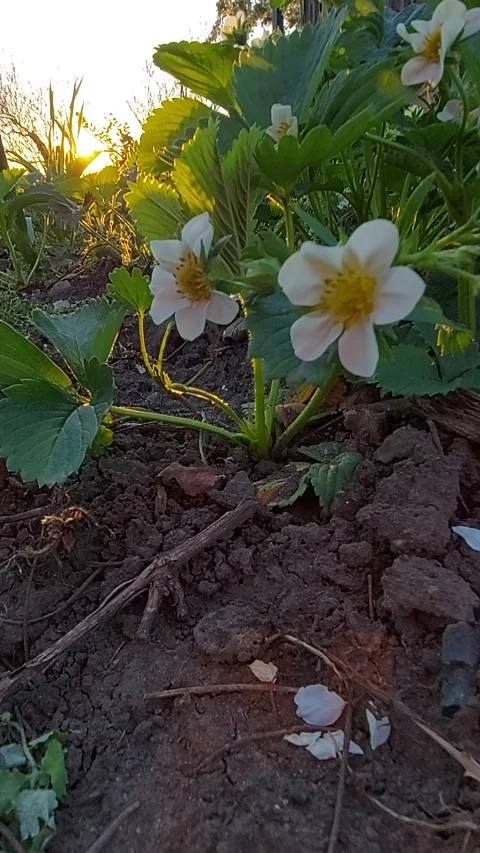 Growing strawberries in the fields. Blooming strawberry bush Stock Footage 318722792