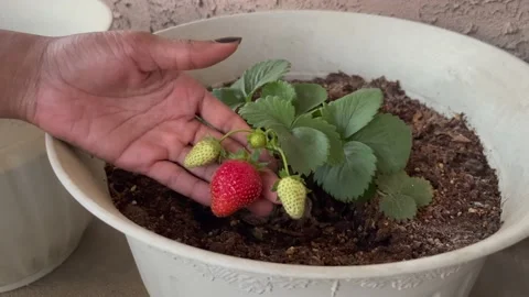 Growing strawberries Vídeo Stock 219280472