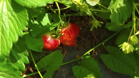 Growing strawberries in the open ground. Video stock 275525870