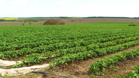 Growing strawberries in the open ground. Stock Footage 275538997