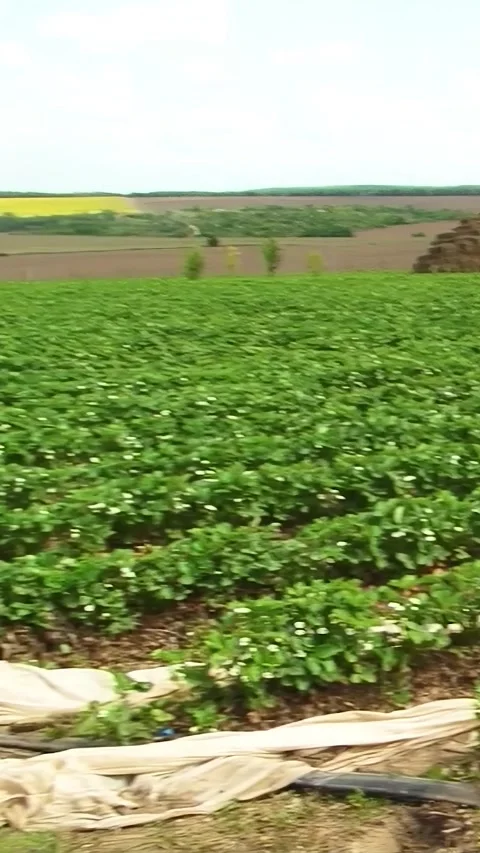 Growing strawberries in the open ground. Vertical video. Video stock 275548211