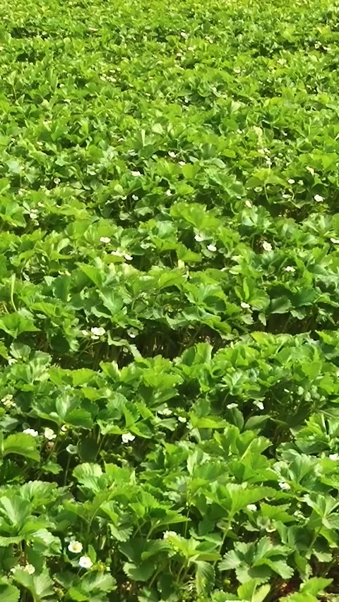 Growing strawberries in the open ground. Vertical video. Video stock 275548248