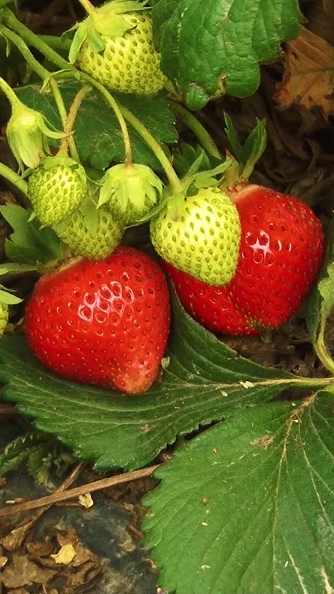 Growing strawberries in the open ground. Vertical video. Video stock 275548254