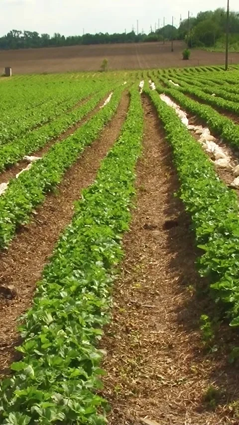 Growing strawberries in the open ground. Vertical video. Stock Footage 275548256