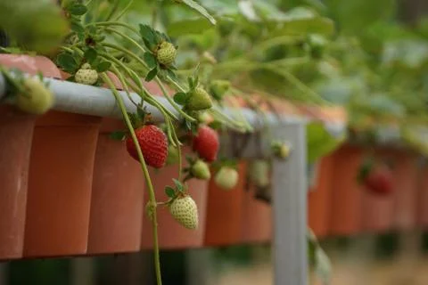 Growing Strawberries Foto stock