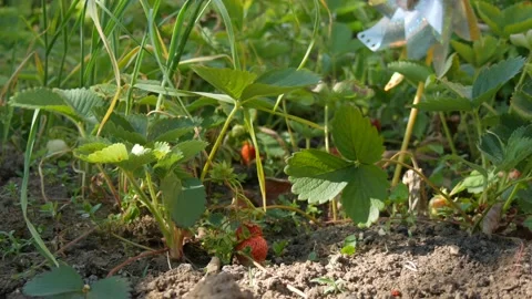 Growing strawberries with wind wheel Stock Footage 155441742
