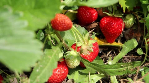 Growing strawberry Stock Footage 39130575