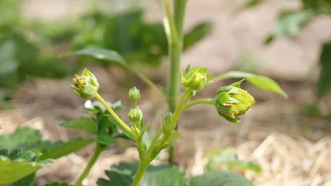 Growing Strawberry Stock Photos