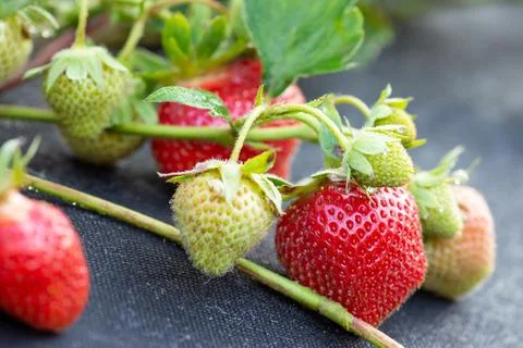 Growing strawberry Stock Photos