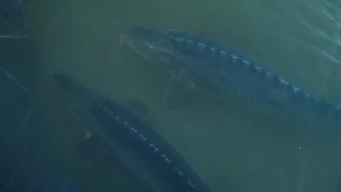 Growing sturgeons in cages Vidéo 92352054