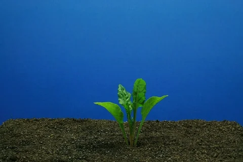 Growing sugar beet Video stock 111496303