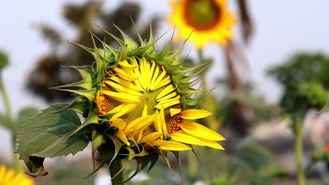 Growing sunflower Bud Stock Footage 107297436