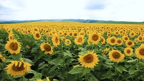 Growing sunflower in a field Stock Footage