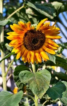 Growing sunflower Stock Photos