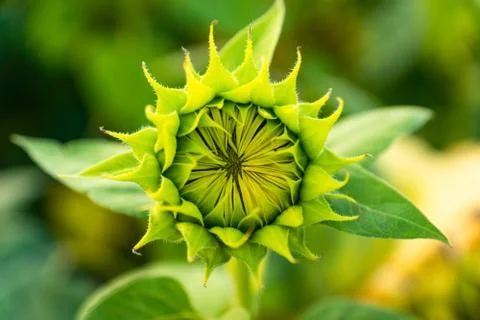 Growing Sunflower Stock Photos