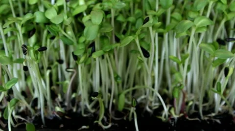 Growing sunflower sprouts Video stock 17410716