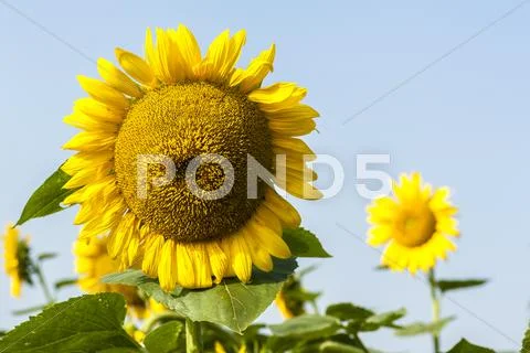 Growing sunflowers under the sunshine Stock Photos