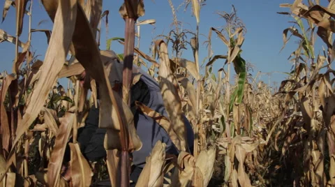 Growing sweet corn, old farmer harvesting corn cobs, crop, harvest Stock Footage 42132299