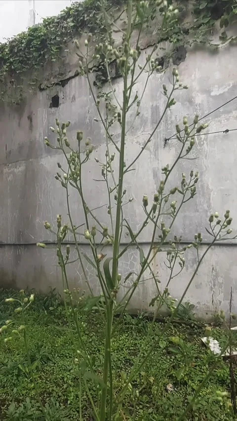 Growing Taller, Vertical Видео 299915548