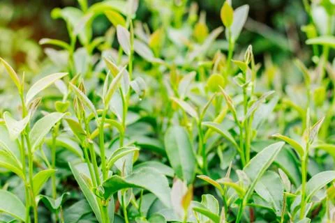 Growing of tea with freshness. Stock Photos