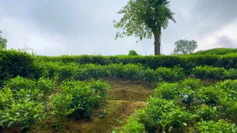 Growing Tea Garden In The Tea State Of Sylhet In Bangladesh, South Asia. Pan Stockbeeldmateriaal 298201997
