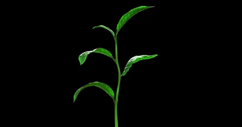 Growing Tea Leaf on a Blue Background Stock Footage 88739874