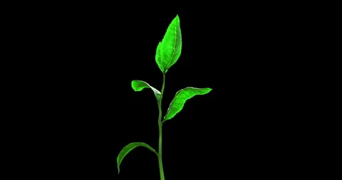 Growing Tea Leaf on a Blue Background Stock Footage 88740236