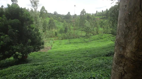 Growing tea on plantations. Stock Footage 155586291