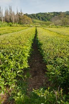 Growing of tea. Tea fields on the island of Sao Miguel, Azores Stock Photos
