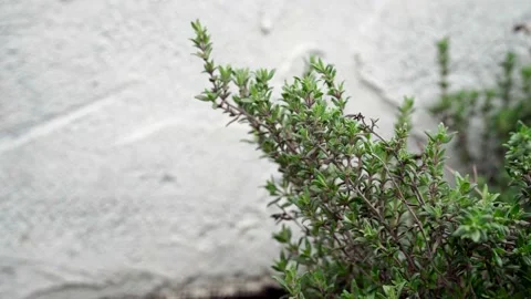Growing thyme herb against gray wall Stock Footage 130333596