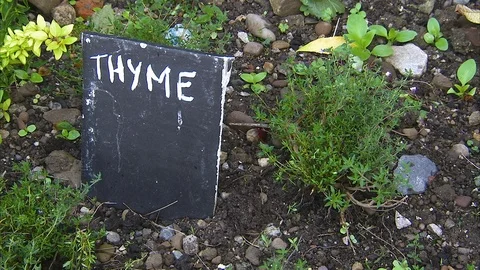 A growing thyme in Ireland Stock Footage 87768321