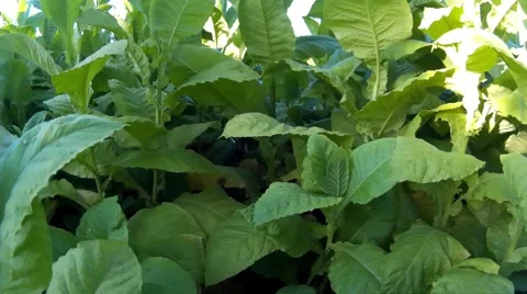Growing tobacco leaf Stock Footage 68616920