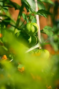 Growing Tomatillo Fruit Foto stock