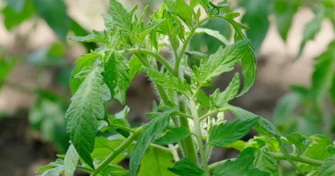 Growing tomato Stock Footage 132360709