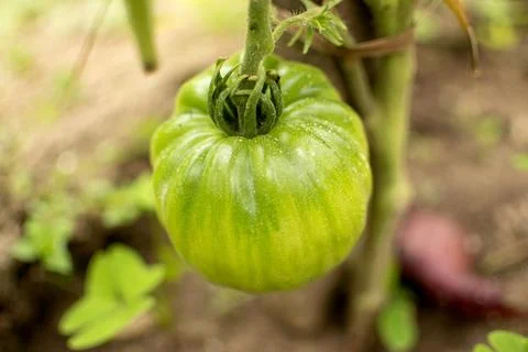 Growing Tomato Stock-Fotos