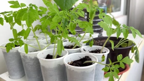 Growing tomato seedlings in plastic cups on an apartment balcony windowsill 스톡 동영상 338282984