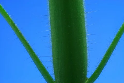 Growing Tomato. Timelapse colour key Stock Footage 112298790