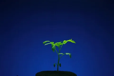 Growing Tomato. Timelapse colour key Stock Footage 112302193