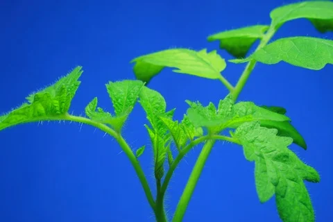 Growing Tomato. Timelapse colour key Stock Footage 112303129