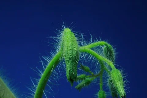 Growing Tomato. Timelapse colour key Stock Footage 112307960