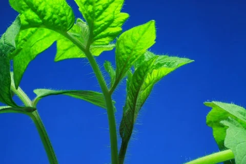 Growing Tomato. Timelapse colour key Stock Footage 112319175
